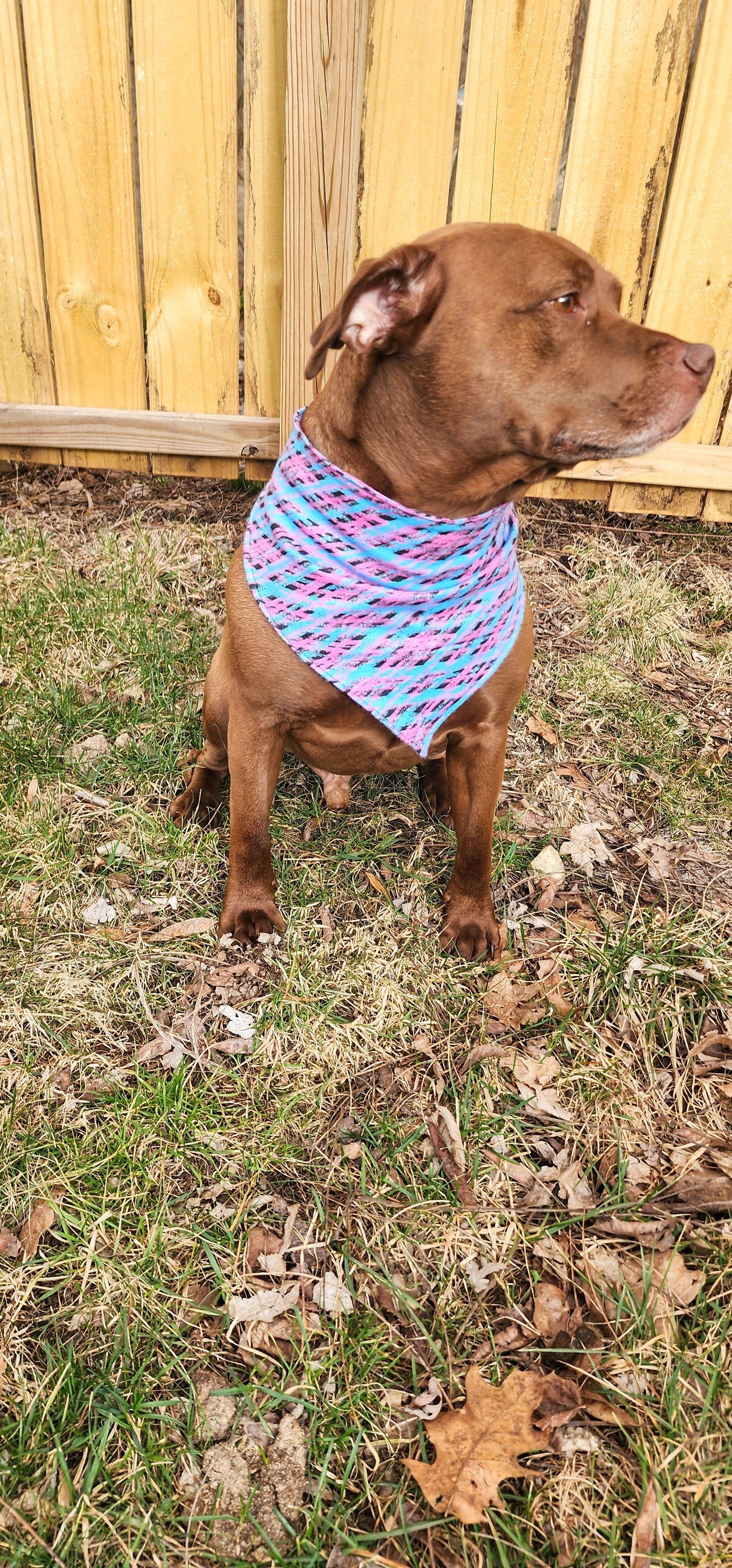 Orion Pet Bandana Bundle PDF