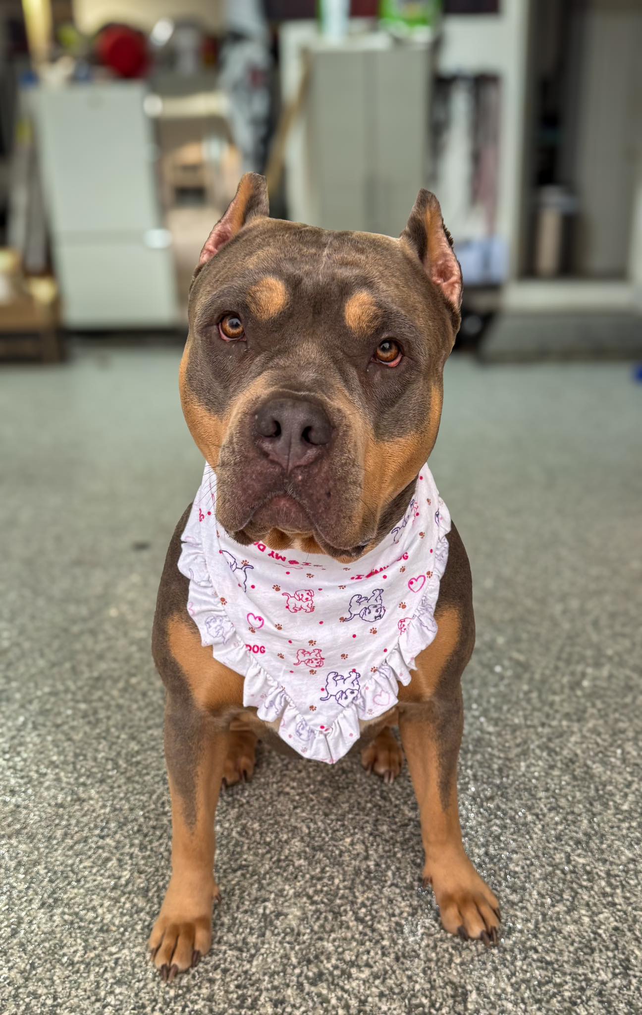 Orion Pet Bandana Bundle PDF