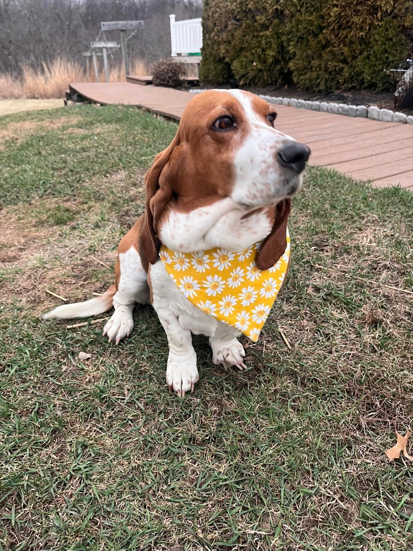 Orion Pet Bandana Bundle PDF
