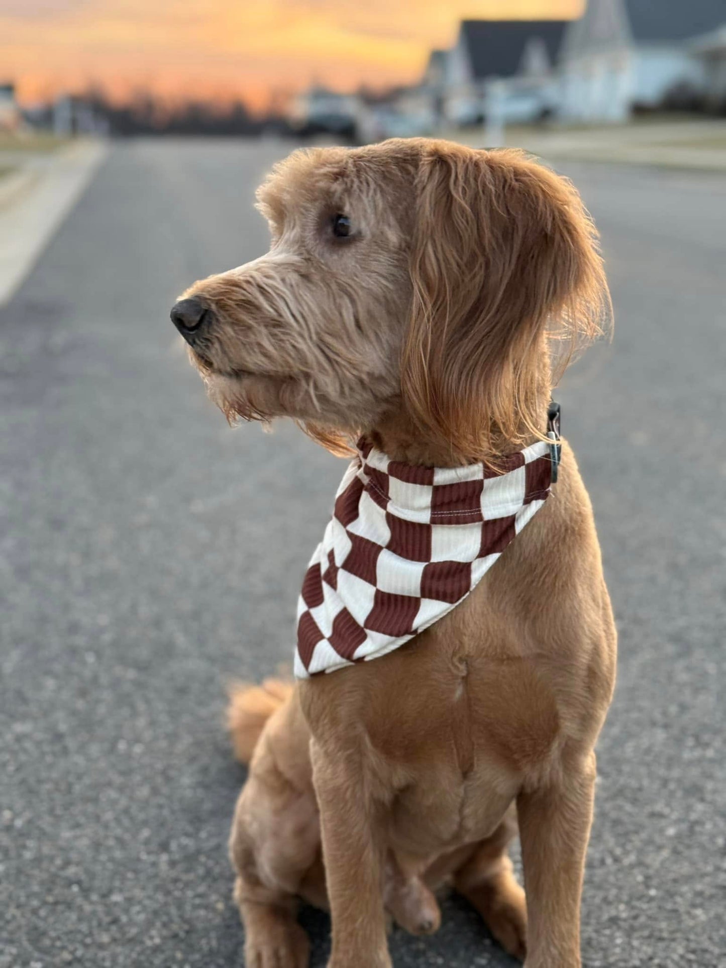 Orion Pet Bandana Bundle PDF