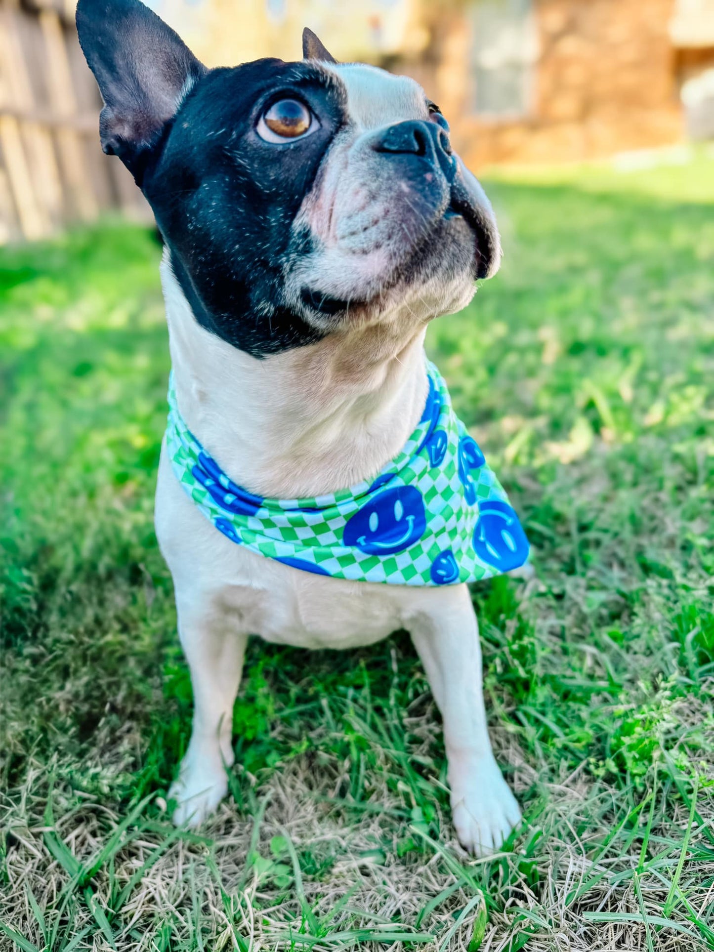 Orion Pet Bandana Bundle PDF