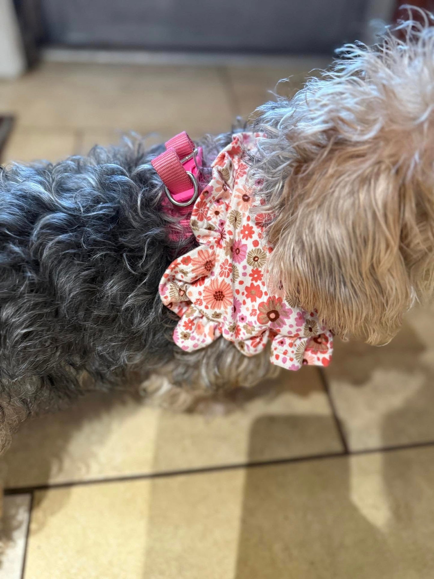Orion Pet Bandana Bundle PDF
